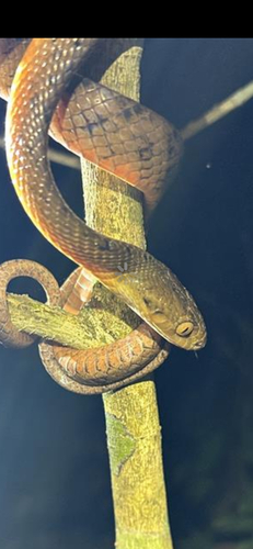 Brown Tree Snake sighting