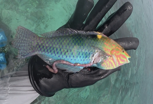 Halichoeres hortulanus