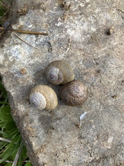 Xerarionta intercisa