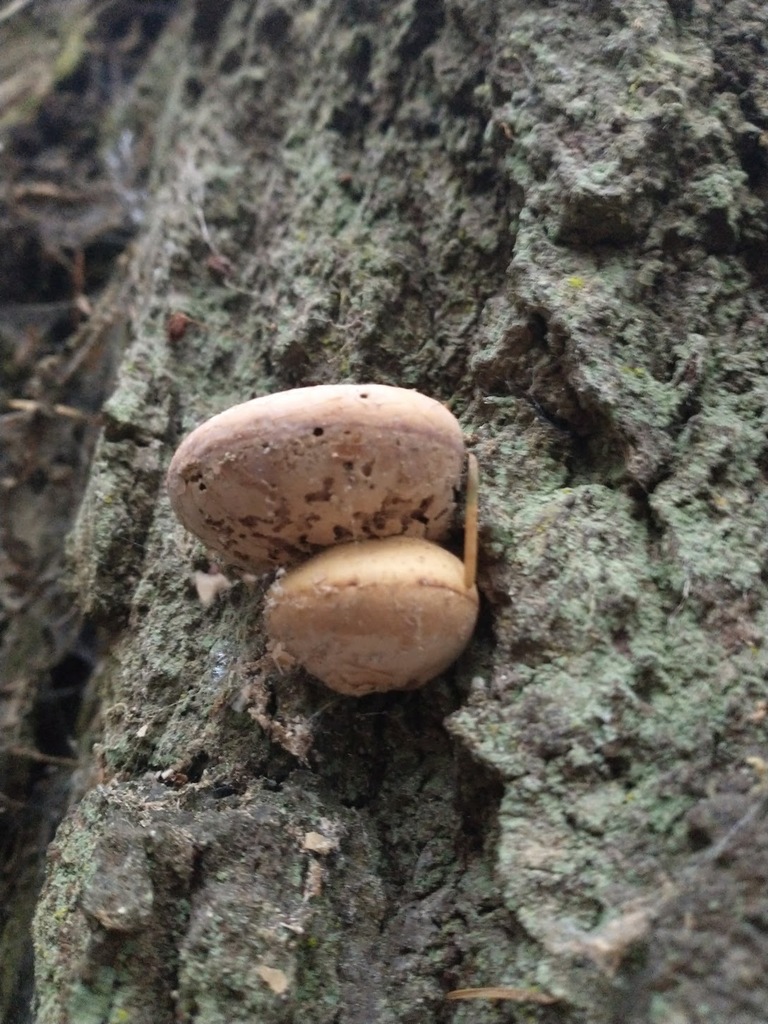 Cryptoporus volvatus · November 2025 · photo: © murray39 (iNaturalist, cc-by)