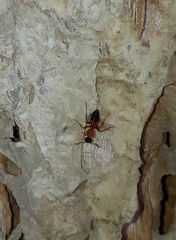 Opisthopsis rufithorax