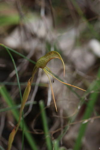 bearded bird orchid (Pterostylis turfosa)