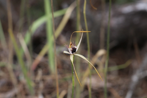 Scott River Spider Orchid (Caladenia thinicola)