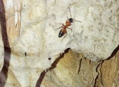 Opisthopsis rufithorax