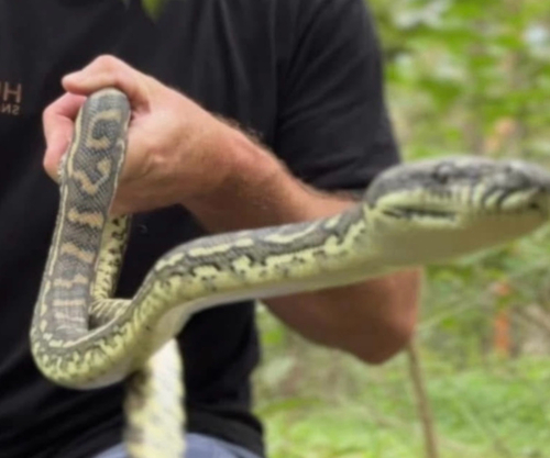 Coastal Carpet Python sighting