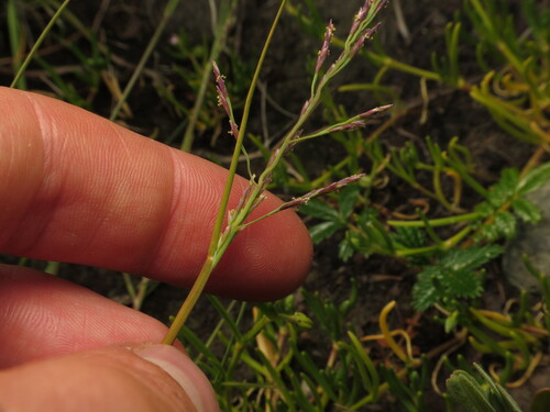 Puccinellia pumila, 2025-06-23