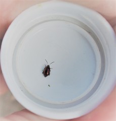 Psylliodes brettinghami