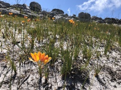 Ixia dubia, photograph (c) Caroline Voget, some rights reserved (CC BY)