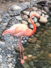 Phoenicopterus