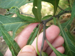 Psylliodes brettinghami