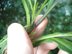 Psylliodes brettinghami