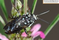 Thyreus himalayensis