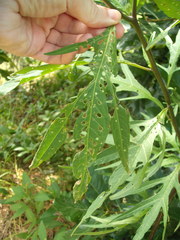 Psylliodes brettinghami