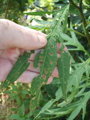 Psylliodes brettinghami