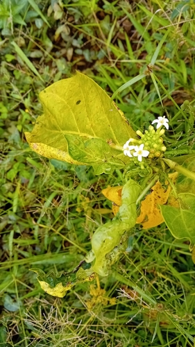 Noni