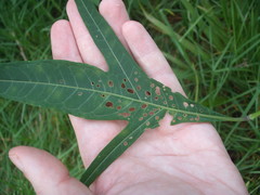 Psylliodes brettinghami