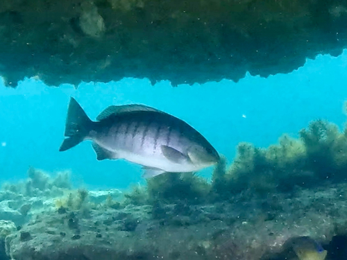 Black bream (Girella tricuspidata) — Kyphosidae — 2