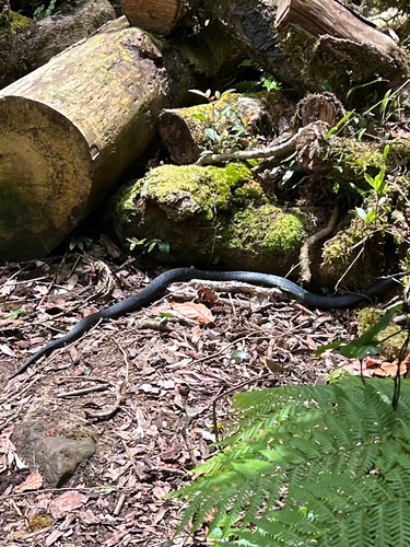 Red-bellied Black Snake sighting