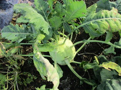 Brassica oleracea gongylodes