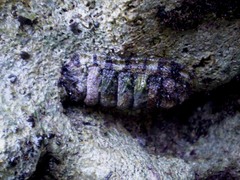 Sypharochiton