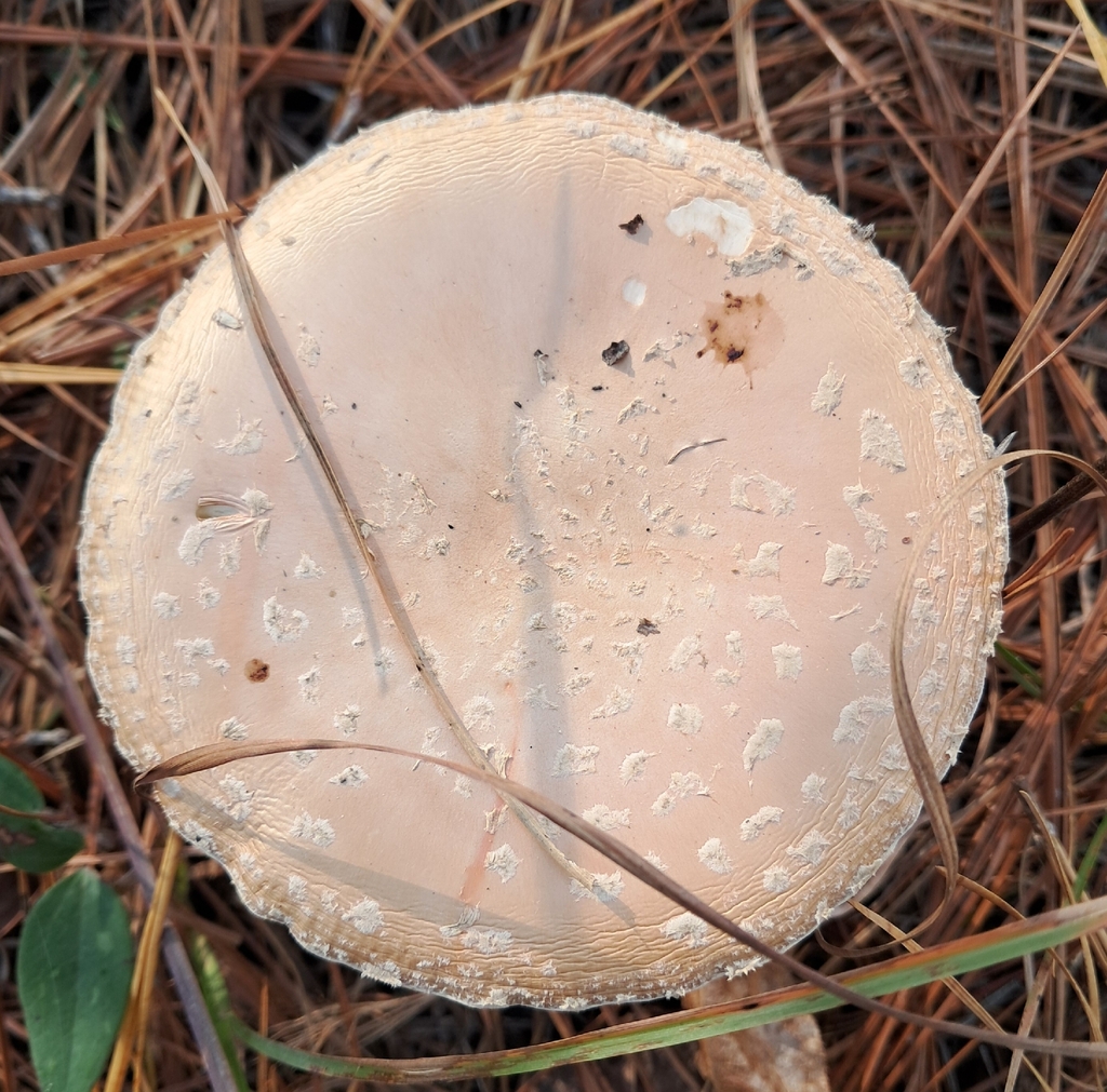 Amanita persicina · November 2025 · photo: © steven307 (iNaturalist, cc-by)
