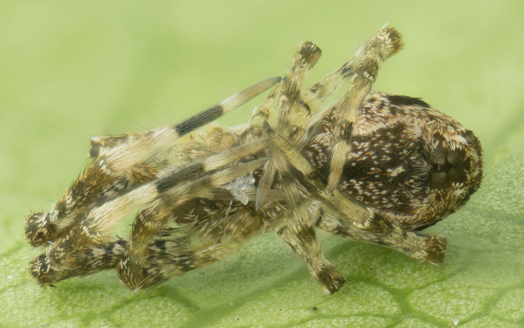 Uloborus diversus