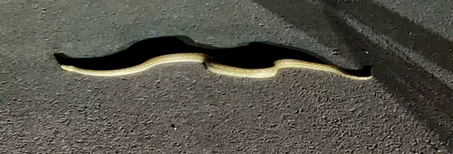 Coastal Carpet Python sighting