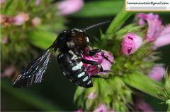 Thyreus himalayensis