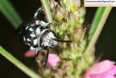 Thyreus himalayensis