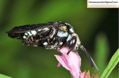 Thyreus himalayensis