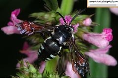 Thyreus himalayensis