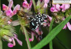 Thyreus himalayensis