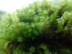 Marsupella emarginata