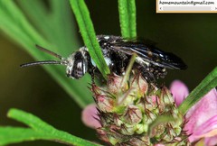 Thyreus himalayensis