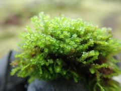 Marsupella emarginata