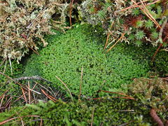 Marsupella emarginata