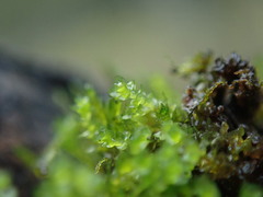 Marsupella emarginata