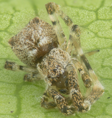 Uloborus diversus photo 3