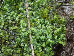 Marsupella emarginata