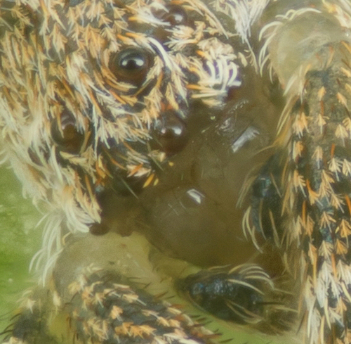 Uloborus diversus photo 2
