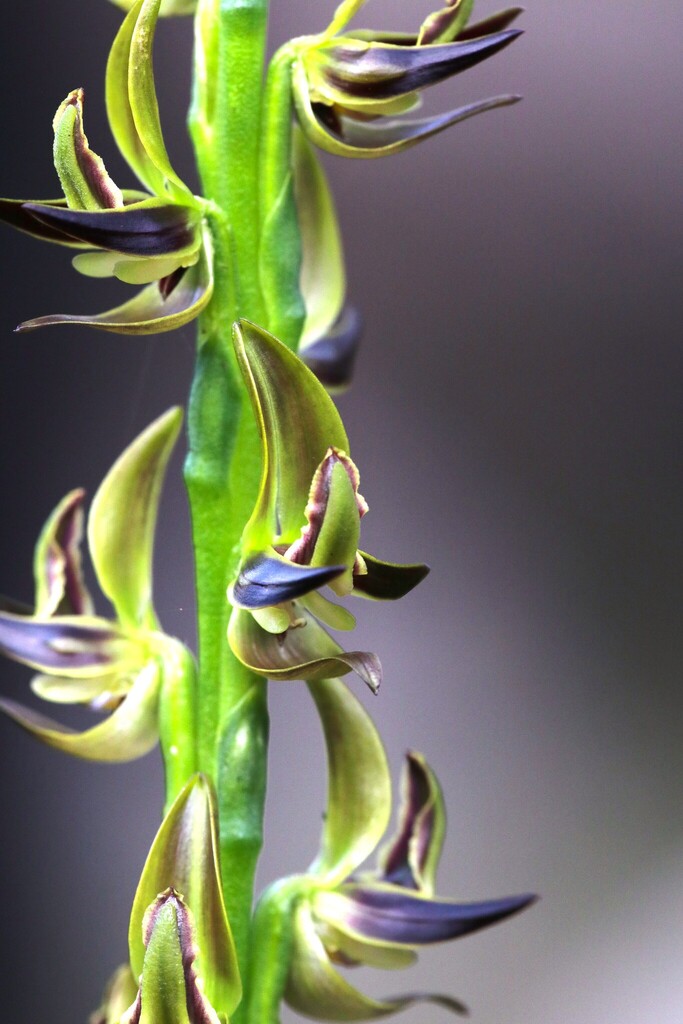 Prasophyllum regium