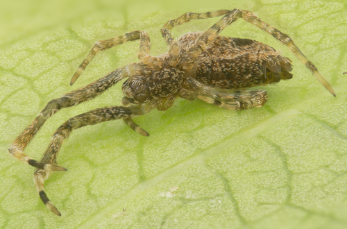 Uloborus diversus photo 4