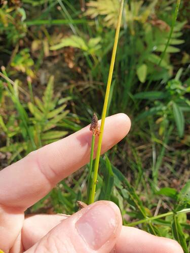Blunt Spikerush (Eleocharis obtusa)