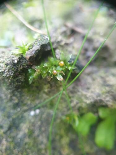 Immersed Physcomitrium Moss (Physcomitrium immersum)