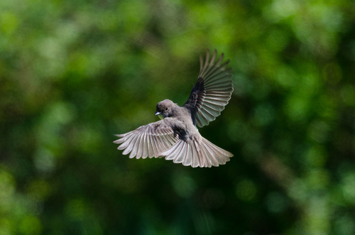 Eastern Phoebe, photo 10 of 10