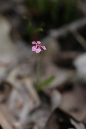 little pink fan orchid (Caladenia nana)