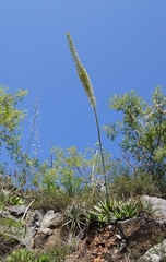 Agave univittata