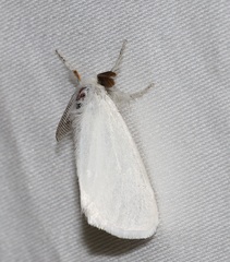 Euproctis melanosoma