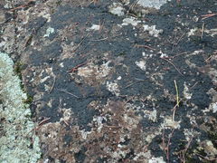 Pseudephebe pubescens