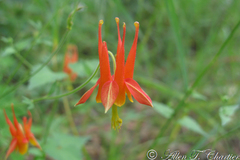 Aquilegia desertorum